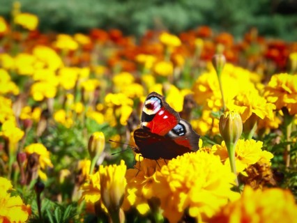 Butterfly at yellow flower, sunny bright day
