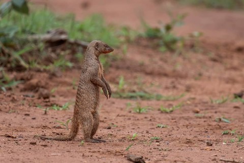 Zebra mongoose (Mungo mongoose), Qwabi Private Game Reserve, Biosphere Reserve, Limpopo, South