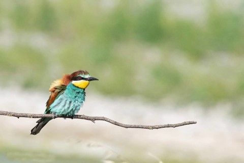 Merops apiaster, italy