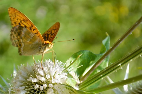 Orange butterfly on bur in the sunny morning
