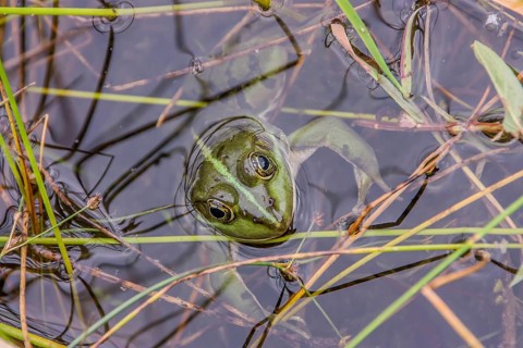 Edible Frog looks out of the water