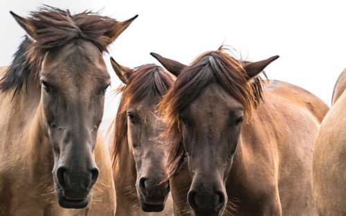 The Dülmen horses live wild near Dülmen, in the Merfelder Bruch nature reserve in North