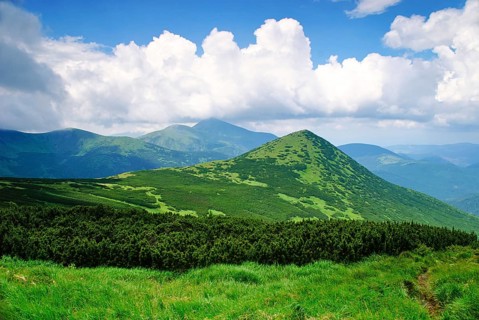 Pine bush in Carpathians witn clear blue sky