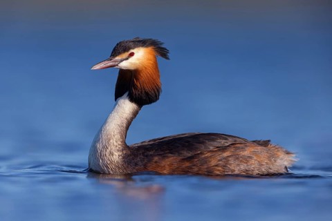 Great Crested Grebe, (Podiceps Scalloped ribbonfish), an animal, floating on the lake, water body,