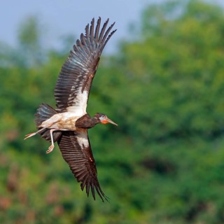 Abdim's stork, rain stork, Abdim, (Ciconia abdimii), African stork species, family of storks,