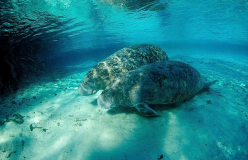 Round-tailed manatee, mother and calf, Trichechus manatus latirostris, USA, Florida, FL, Crystal