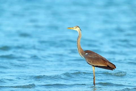 Great Egret, Heron, foraging, (Ardea cinerea) Salalah, Raysut, Dhofar, Oman, Asia