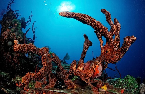 Caribbean tubular sponge, Aplysinia lacunosa, Catalina, Caribbean Sea, Dominican Republic, Central