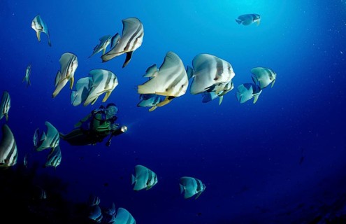 Longfin batfish and diver, Platax teira, Maldives, Indian Ocean, Ari Atoll, Asia
