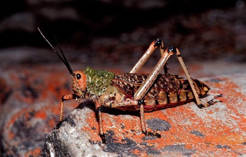 African grasshopper, Phymateus sp., South Africa, Tsitsikamma National Park, Otter trail, Africa