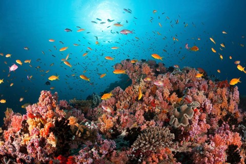 Soft corals and bannerfish, North Male Atoll, Indian Ocean, Maldives, Asia
