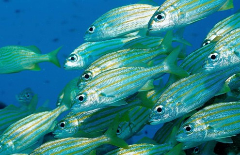 Yellow-striped grunt, Haemulon chrysargyreum, Netherlands Antilles, Bonaire, Caribbean, Caribbean