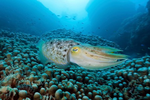 Broad-bodied cuttlefish, Sepia latimanus, Great Barrier Reef, Australia, Oceania