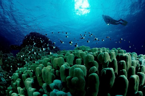 Diver and stony coral reef, Egypt, Zabargad, Zabarghad, Red Sea, Africa