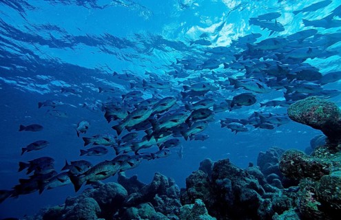 Black snapper, Macolor niger, Maldives, Indian Ocean, Ari Atoll, Asia