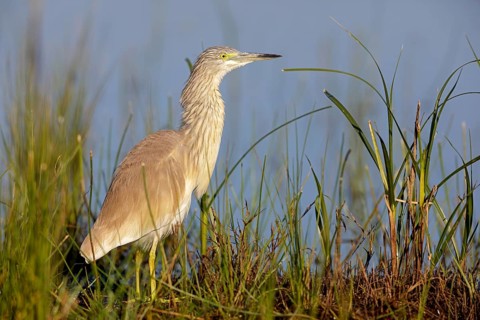Squacco heron, heron, animals, birds, biotope, foraging, (Ardeola ralloides), Lesbos, Greece,