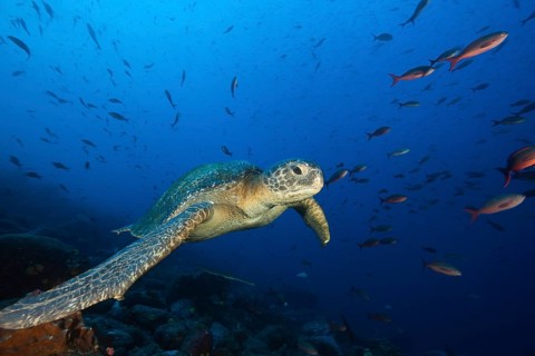 Green turtle, Chelonia mydas, Wolf Island, Galapagos, Ecuador, South America