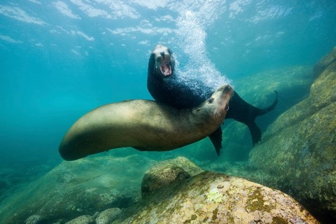 California sea lions, Zalophus californianus, Cabo Pulmo National Park, Baja California Sur,