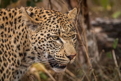 Side profile of a Leopard in the Sabi Sands, South Africa, Africa