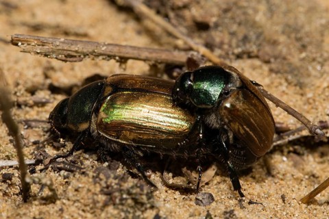 July beetle (Anomala dubia)