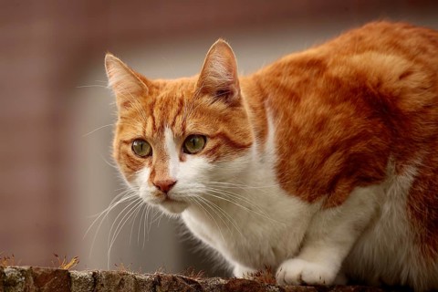 Domestic cat (Felis silvestris catus)