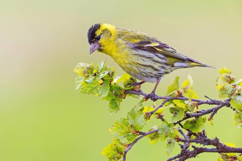 Siskin, (Carduelis spinu), animals, birds, siskin, subfamily of goldfinches, Varanger Bird Park,