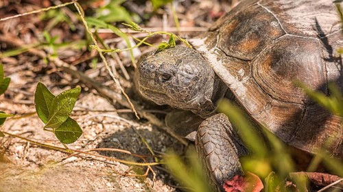 Large Tortoise Looking for Plants to Eat