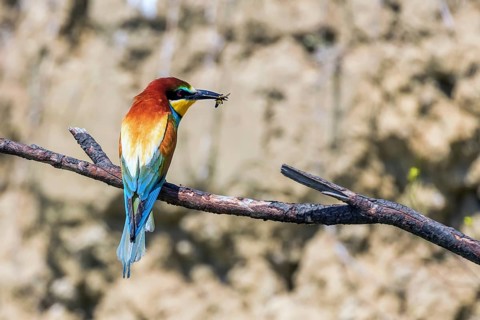 European Bee Eater (Merops Apiaster)
