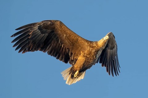White-tailed eagle (Haliaeetus albicilla), Norway, Lofoten Islands, Europe