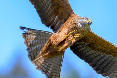The black kite (Milvus migrans) flies energetically and concentrated against the clear blue sky,