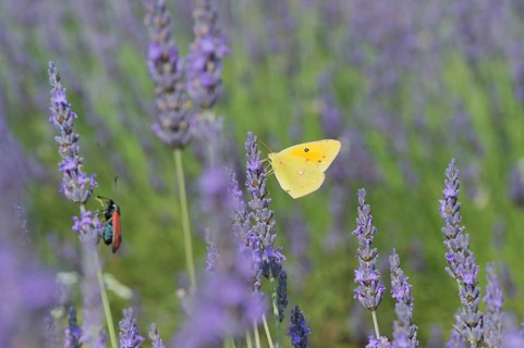 Common brimstone butterfly on Lavender flowers