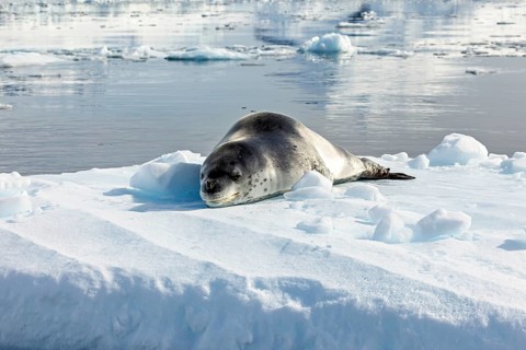 A seal rests on an ice floe in still Arctic waters surrounded by snow, leopard seal (Hydrurga
