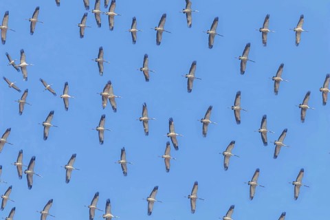 Flying flock of Common Crane (Grus grus) in flight blue skies, migration