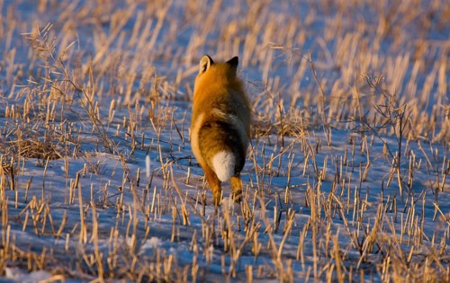 Fox on the Run in winter rural prairie