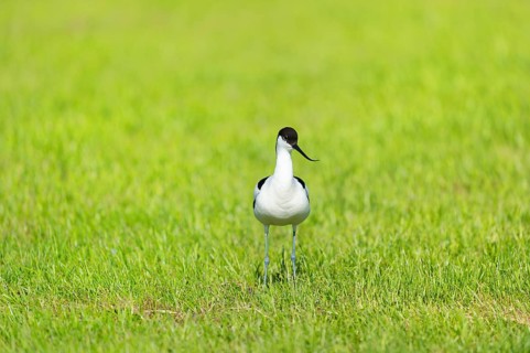 Pied Avocet standing in grass