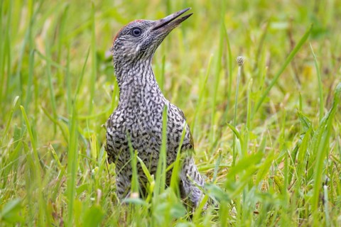 Green woodpecker, Picus viridis, young bird, juvenile sitting in the grass