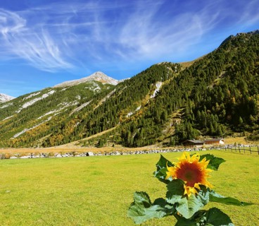 Headwaters Krimml waterfalls. The sunflower grows in a well-groomed field. The Austrian Alps
