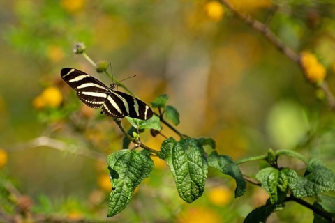 Zebra butterfly (Heliconius charithonia)