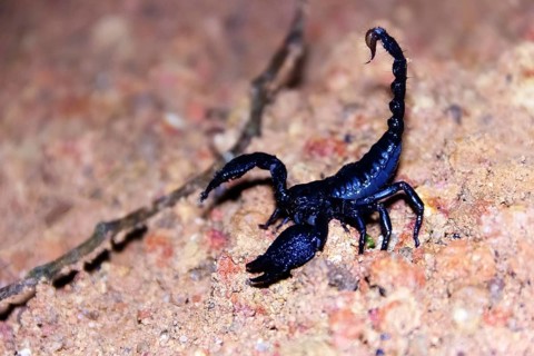 Asian forest scorpion (Heterometrus spinifer) blue-black (metallic blue). giant 10 cm scorpion