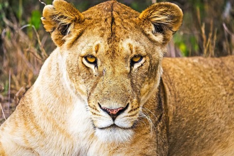 Lion in the wild in the African savannah. Lion - predator felines