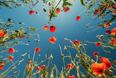 Bottom view of the red poppies and blue sky. Summer poppy field