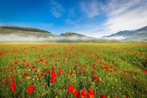 Fioritura at Piano Grande in morning fog, Umbria, Italy, Europe