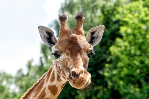 Giraffe