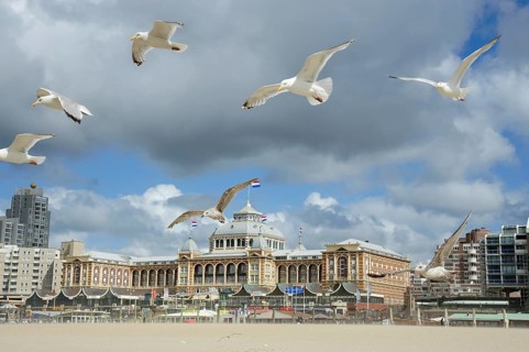 Seagulls on the beach in front of the Steigenberger spa hotel Hotel, Scheveningen, The Hague, Dutch