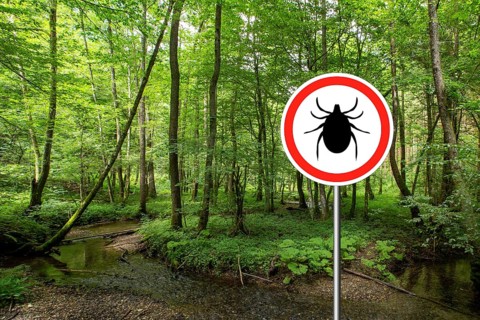 Tick insect warning sign in infected forest. Lyme disease and meningitis transmitter