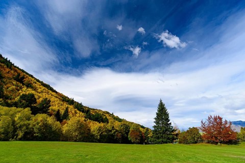 Forest with autumn leaves in Arrowtown, New Zealand, Oceania
