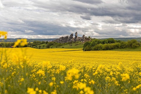 Devil's Wall near Thale in the Harz Mountains with a rape field in bloom