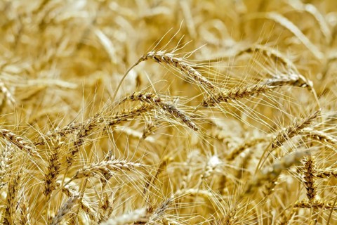 Ripe yellow ears of corn on a background field