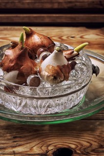 Germinated and prepared for planting spring bulbs plants