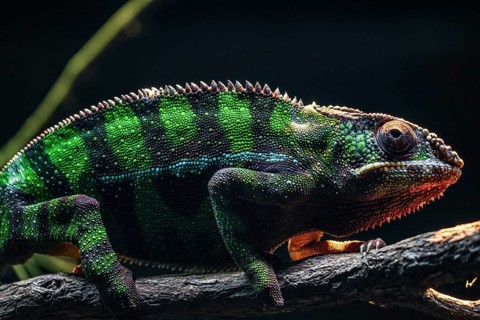 Chichuuka Lee chameleon lurking in the jungle. Shooting Location: Singapore